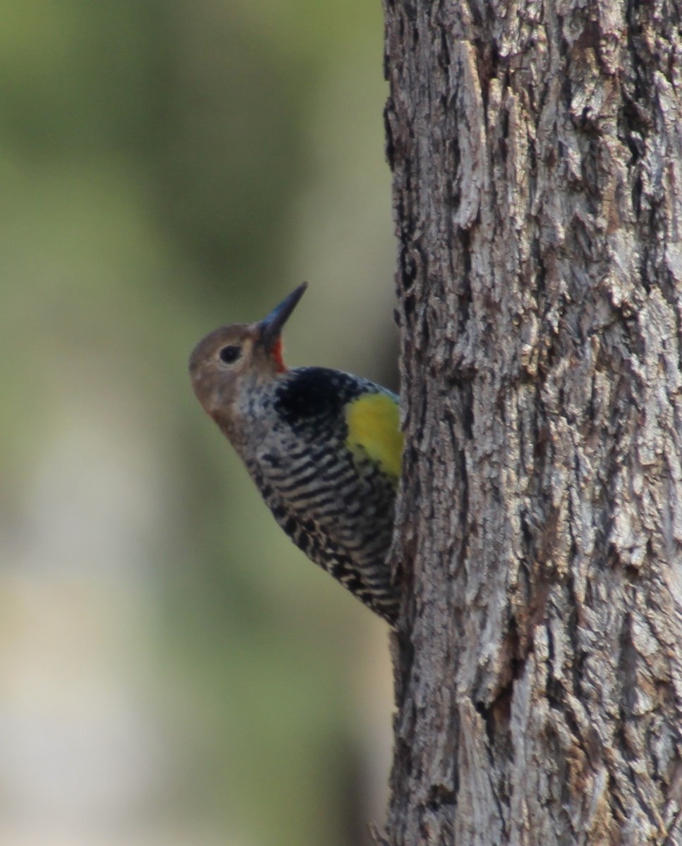 Williamson's Sapsucker - ML643163247