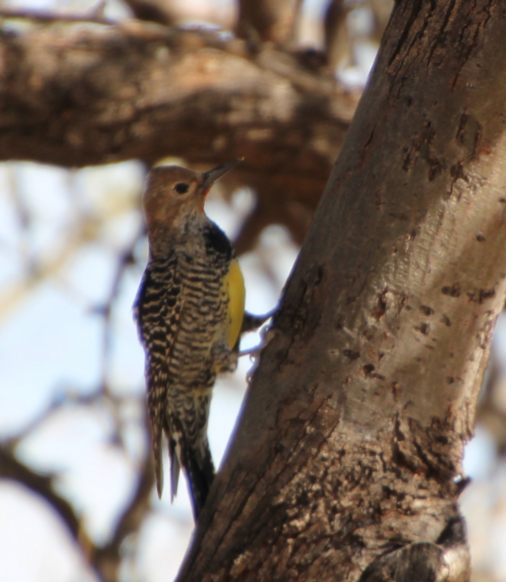 Williamson's Sapsucker - ML643163248