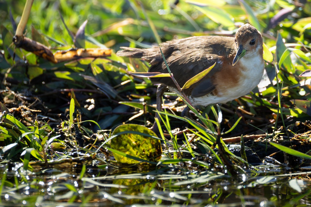Rufous-sided Crake - ML643163249