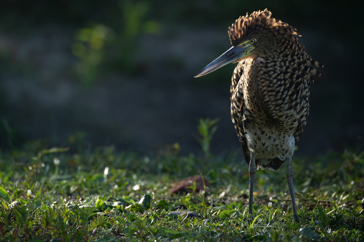 Rufescent Tiger-Heron - ML643163256