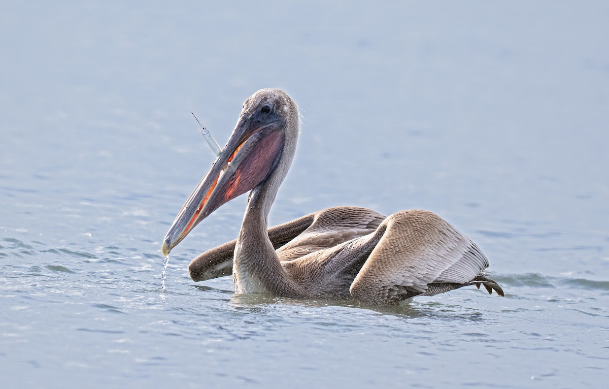 Brown Pelican - ML643163267