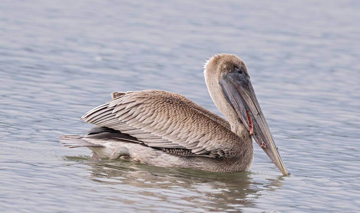 Brown Pelican - ML643163268