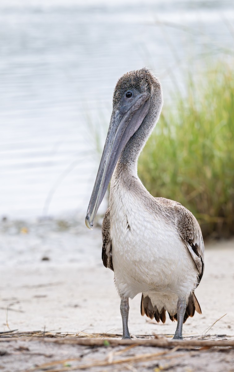 Brown Pelican - ML643163274