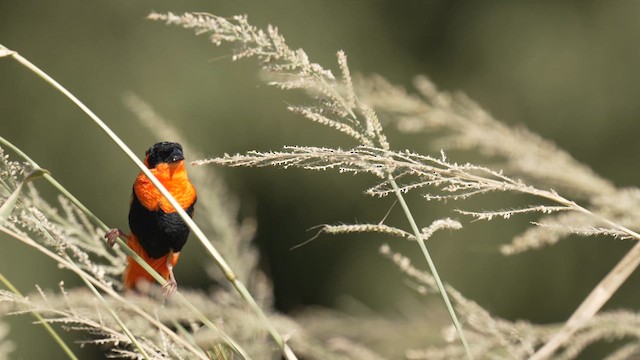 Northern Red Bishop - ML643163279