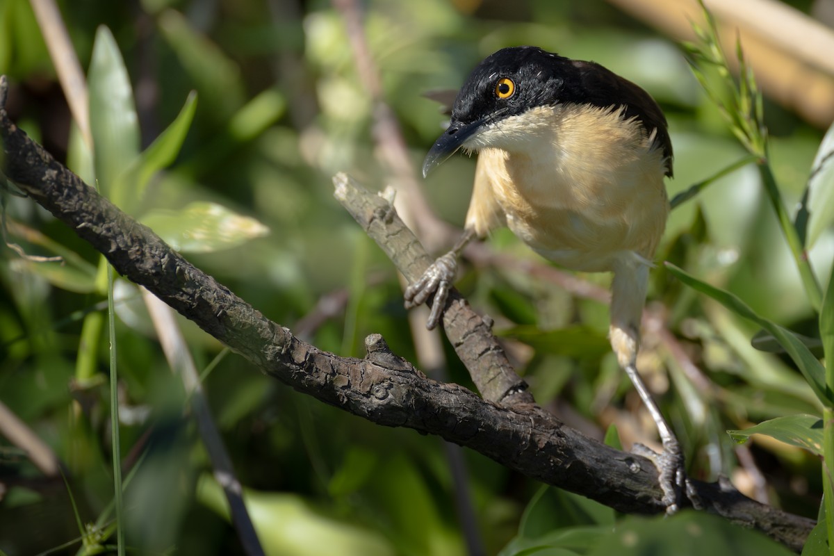 Black-capped Donacobius - ML643163280