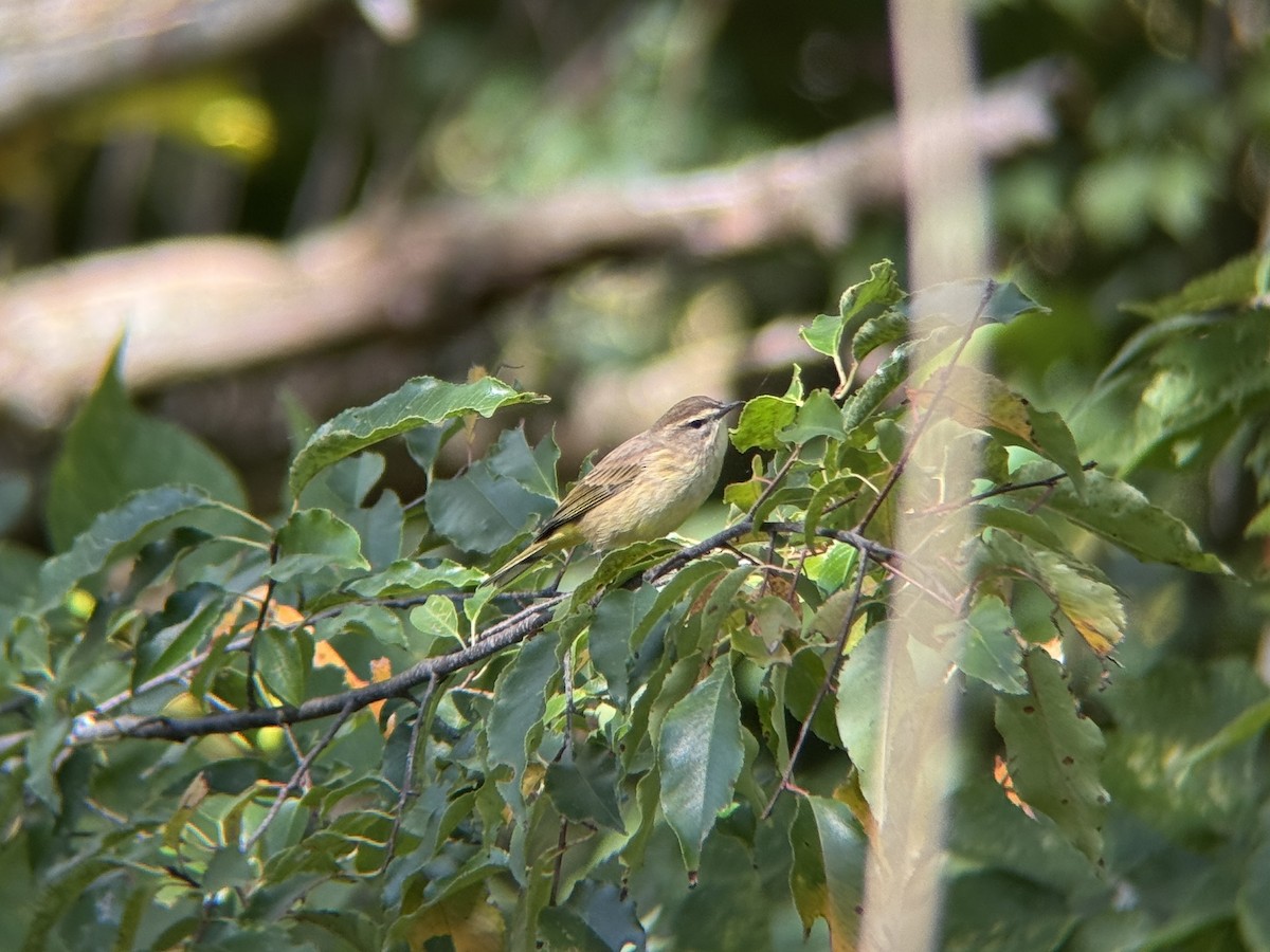 Palm Warbler - ML643163292