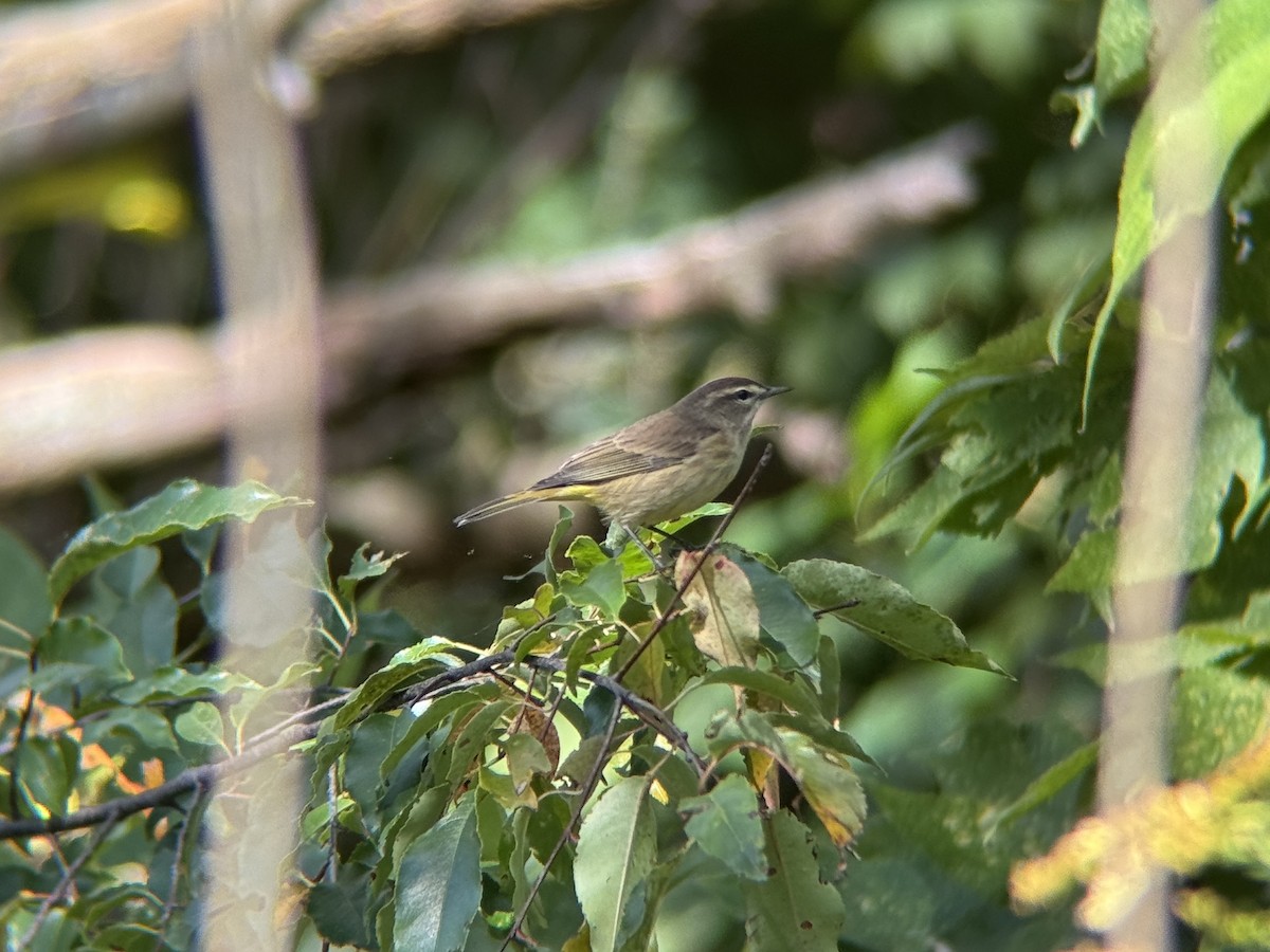 Palm Warbler - ML643163293
