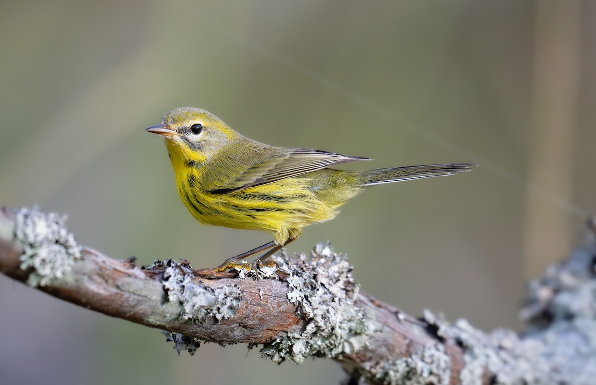 Prairie Warbler - ML643163294