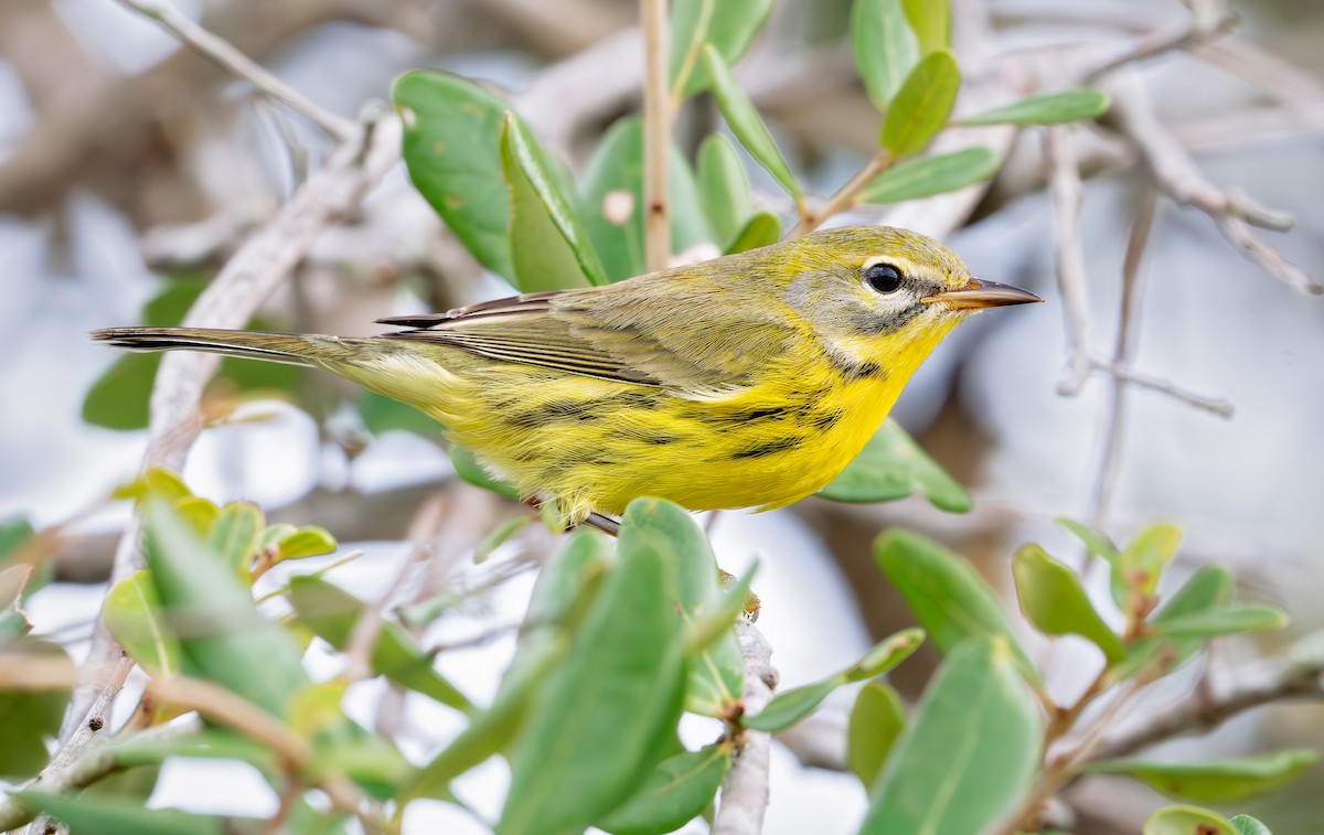 Prairie Warbler - ML643163295