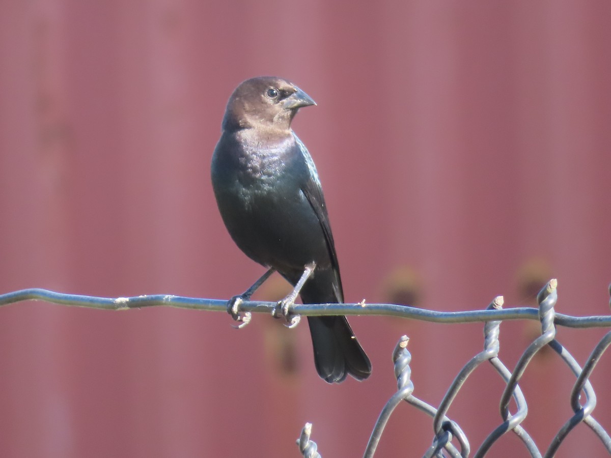 Brown-headed Cowbird - ML643163296
