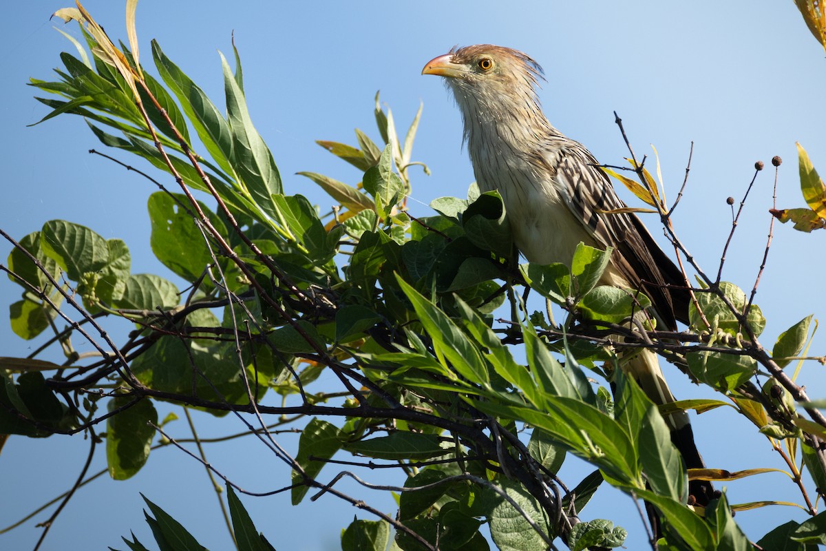Guira Cuckoo - ML643163297