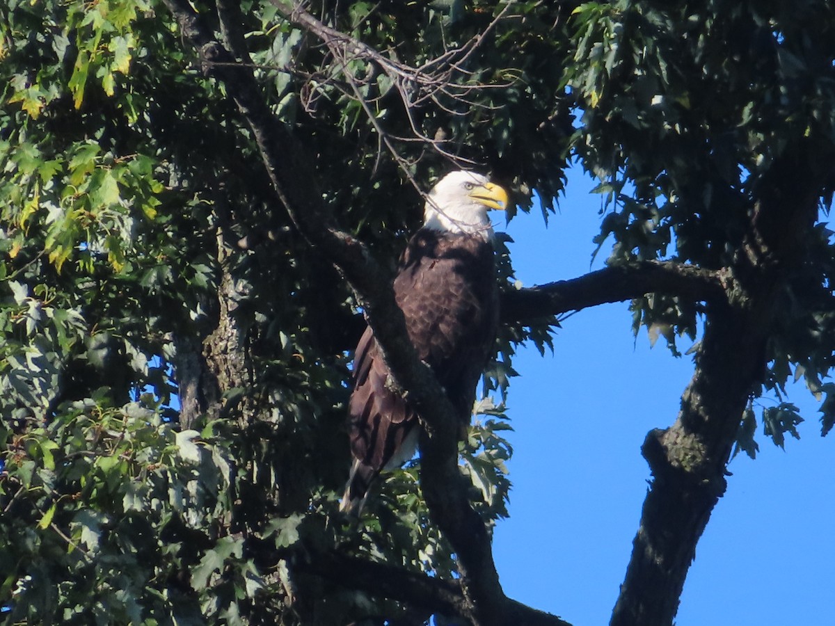 Bald Eagle - ML643163302