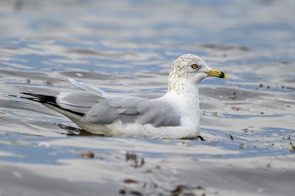 Ring-billed Gull - ML643163303
