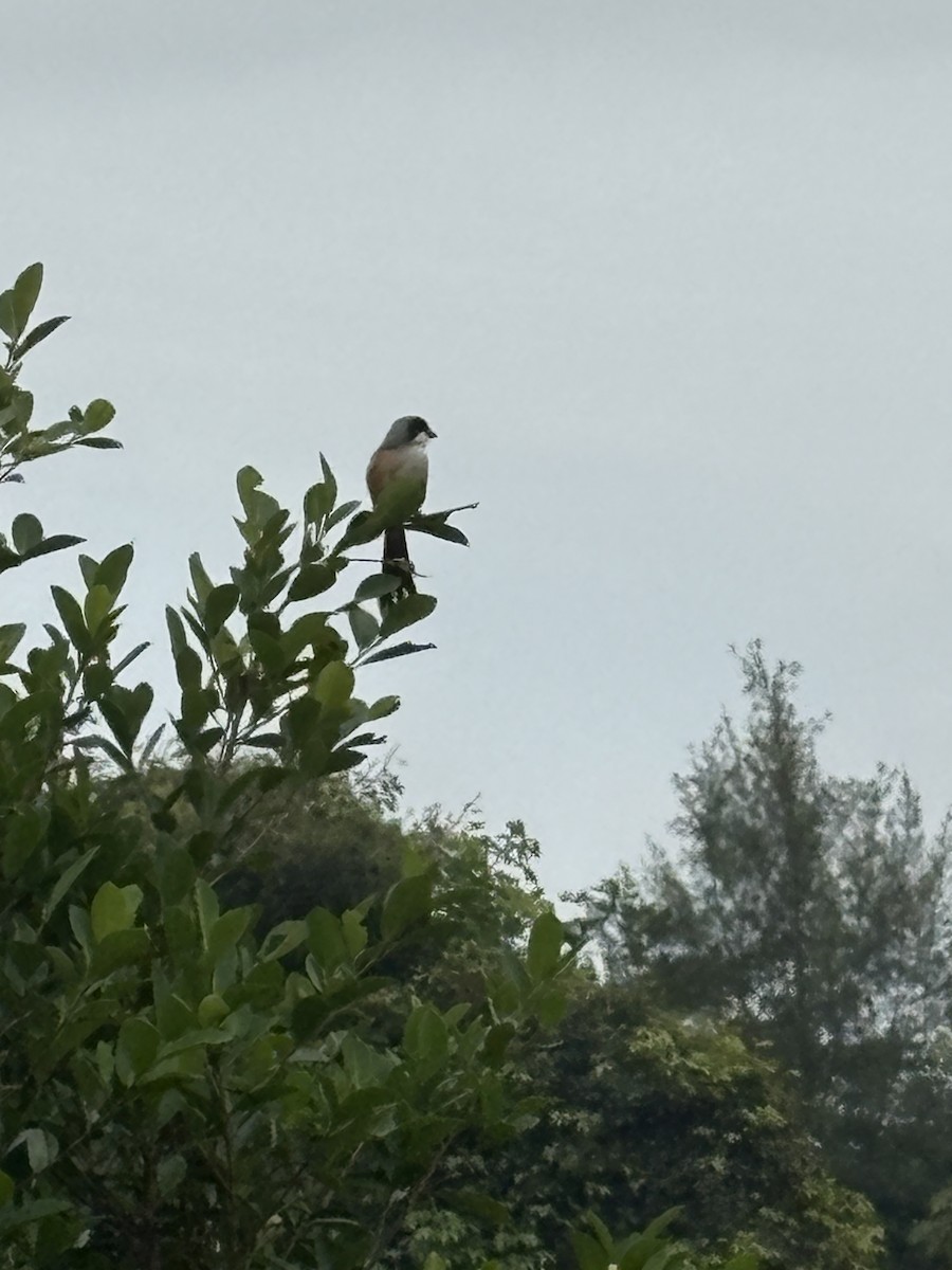 Long-tailed Shrike - ML643163329