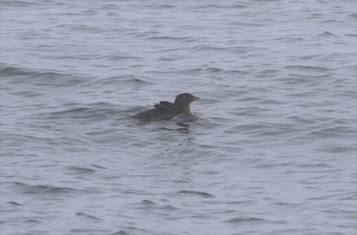 Rhinoceros Auklet - ML643163330