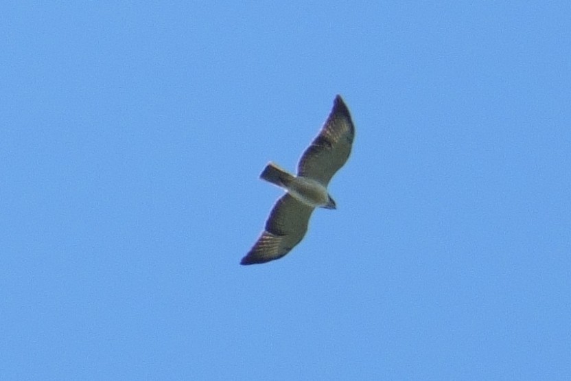 káně krátkoocasá - ML643163333