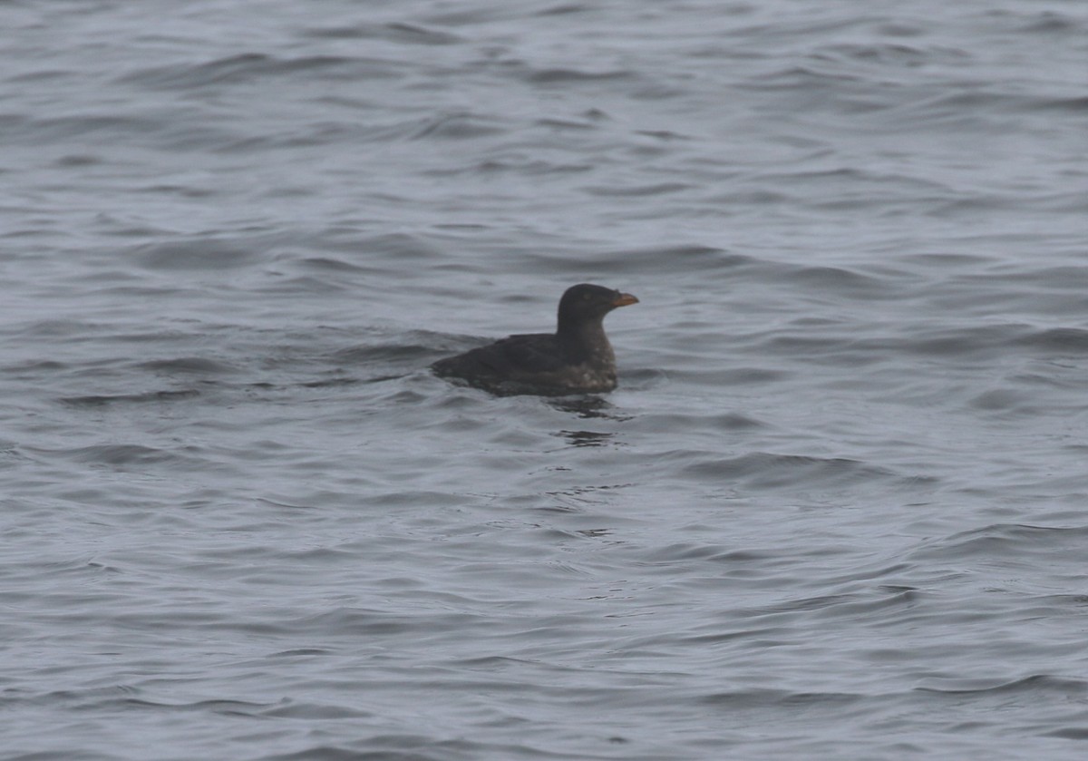 Rhinoceros Auklet - ML643163345