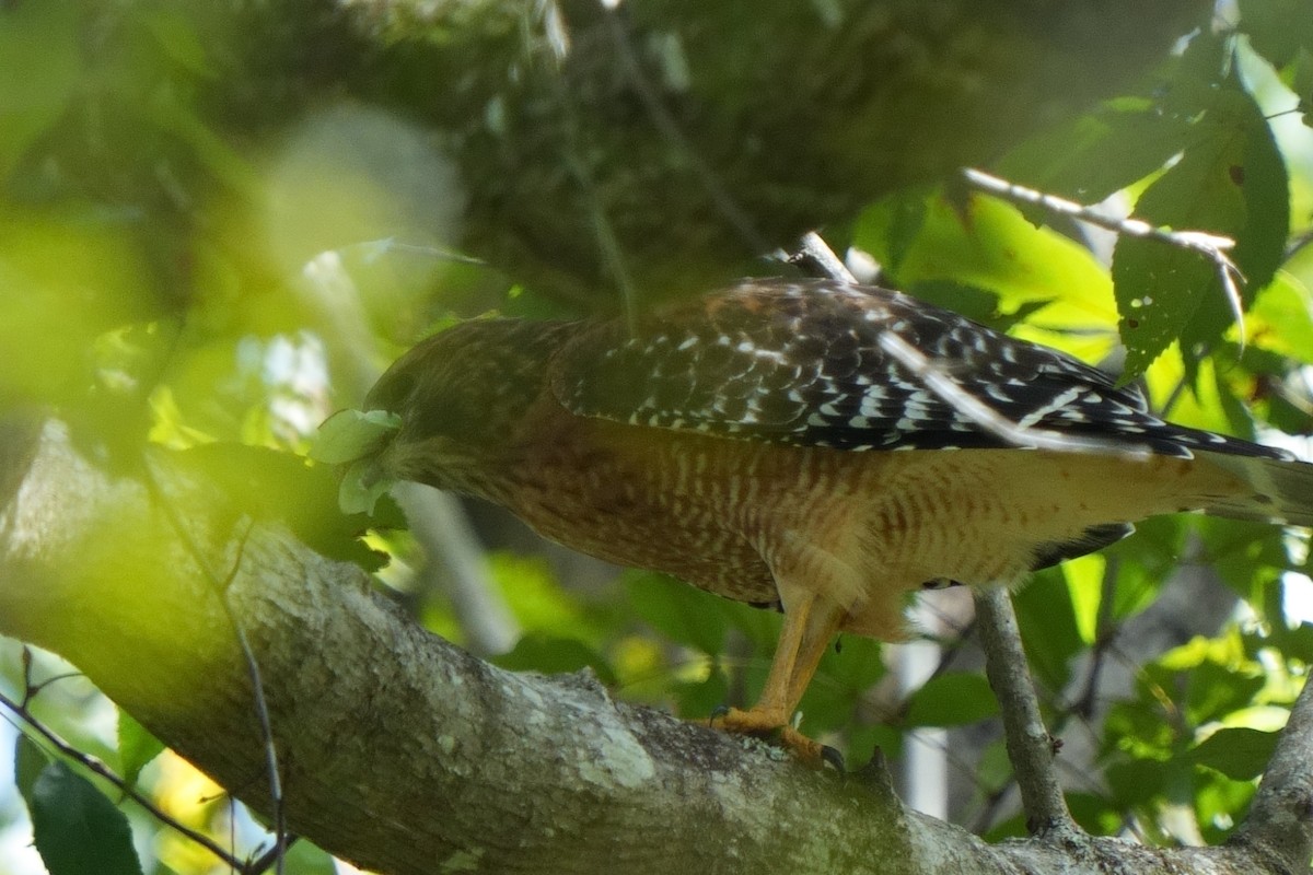 káně páskovaná - ML643163349