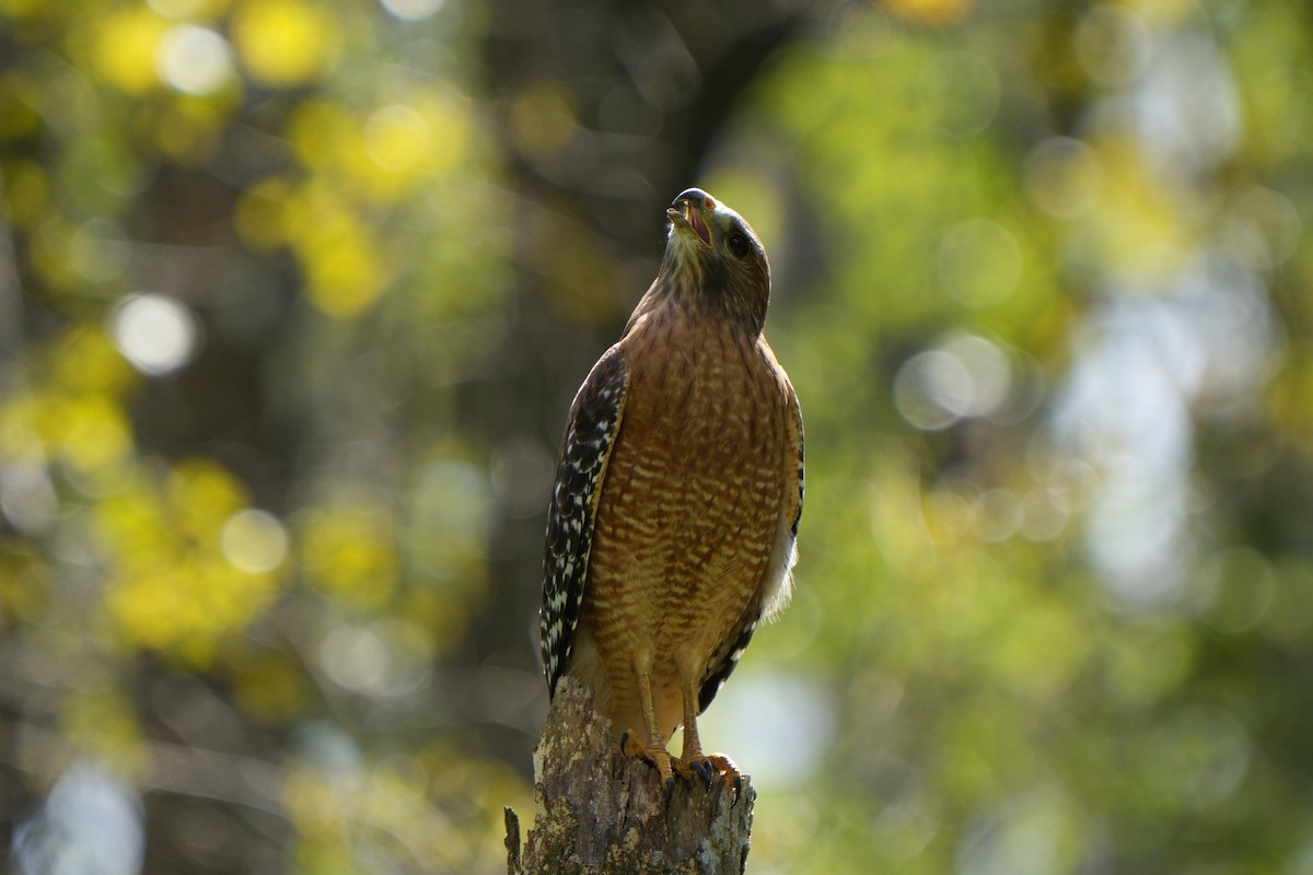 káně páskovaná - ML643163350