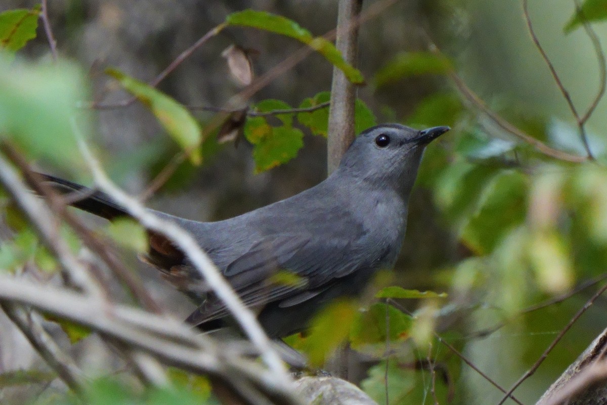 drozdec černohlavý - ML643163362