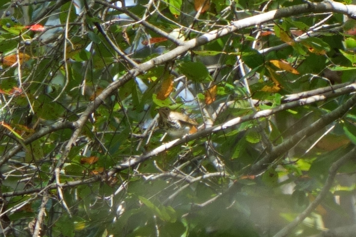 drozd západní - ML643163371