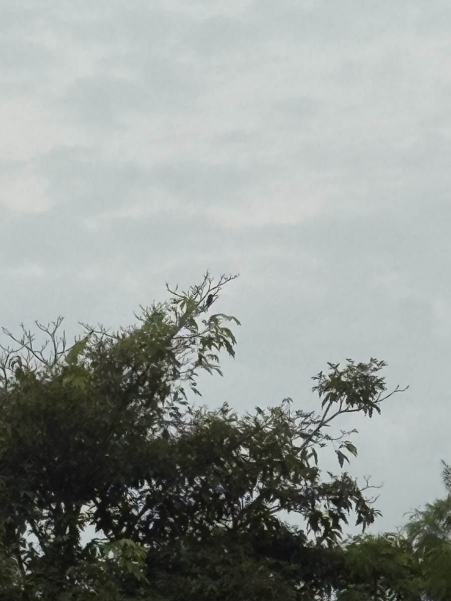 White-throated Kingfisher - ML643163379