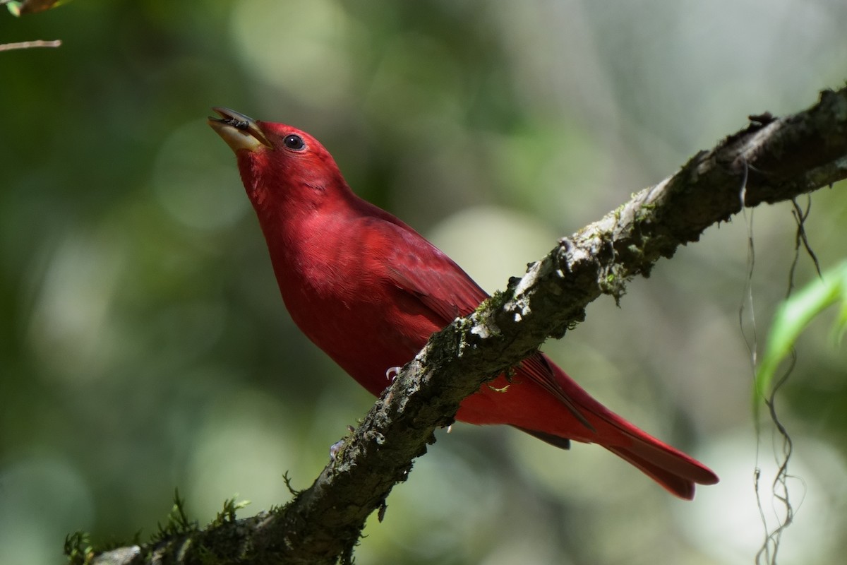 piranga ohnivá - ML643163380