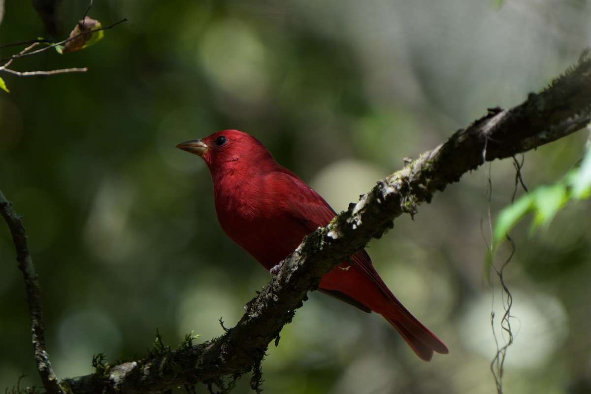 piranga ohnivá - ML643163381