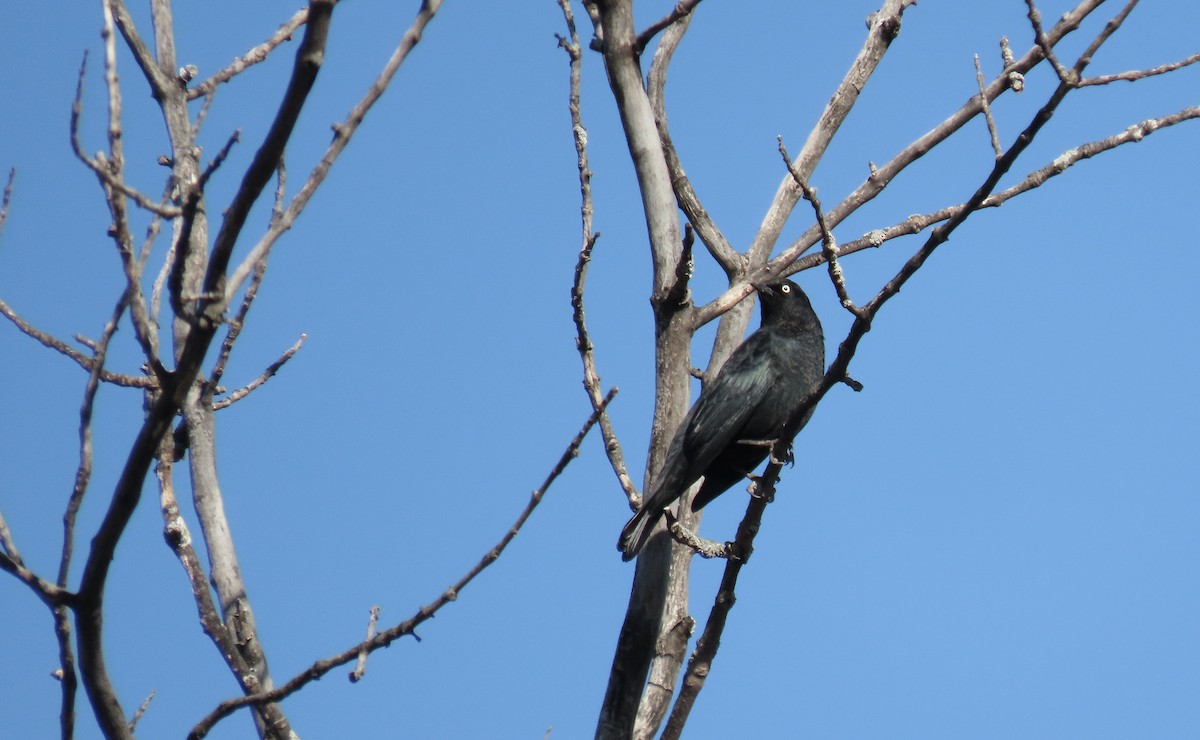Rusty Blackbird - ML643163402