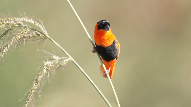 Northern Red Bishop - ML643163410