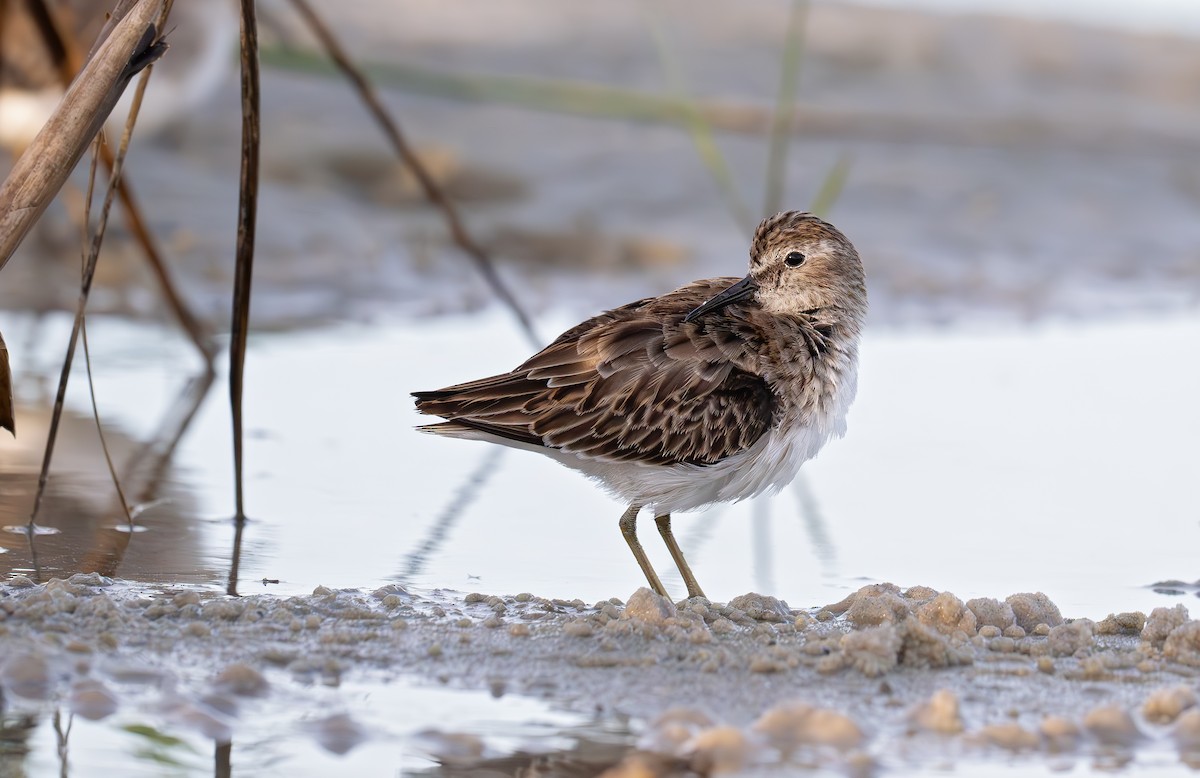 Least Sandpiper - ML643163417