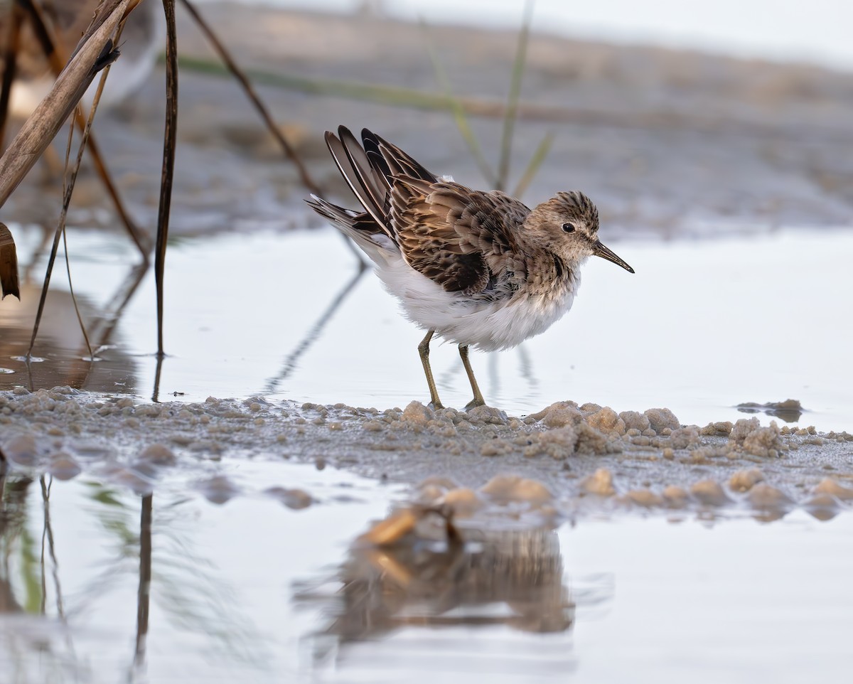 Least Sandpiper - ML643163418