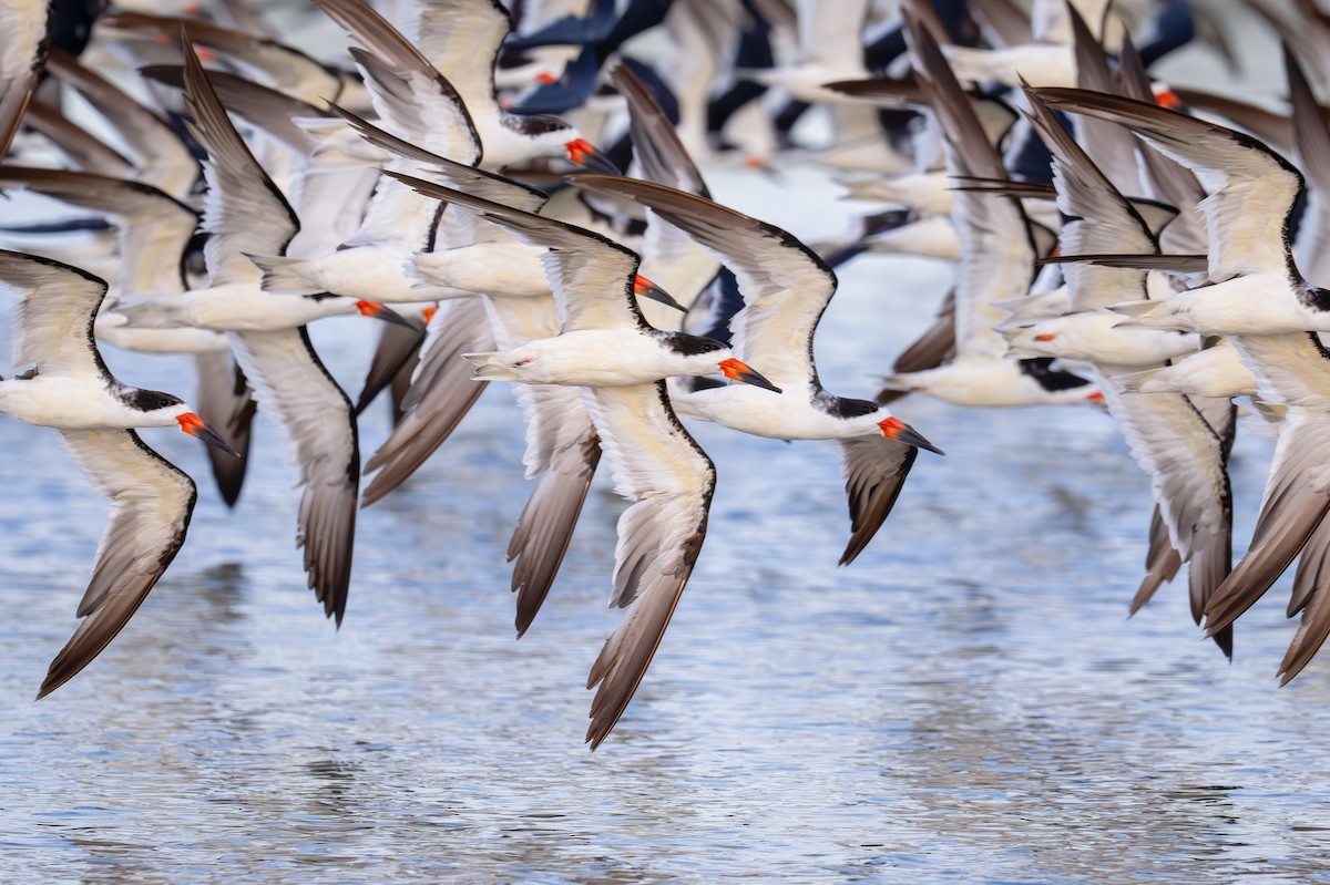 Black Skimmer - ML643163422