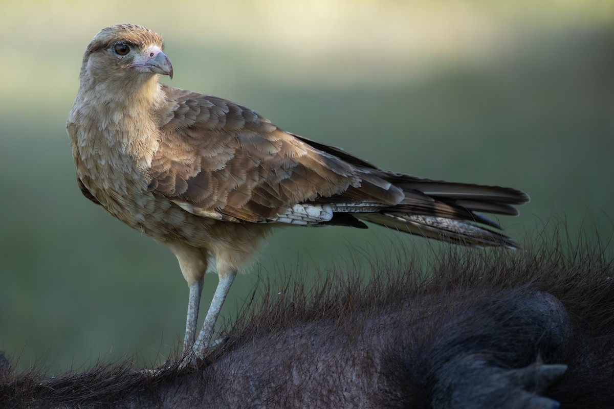 Caracara chimango - ML643163445