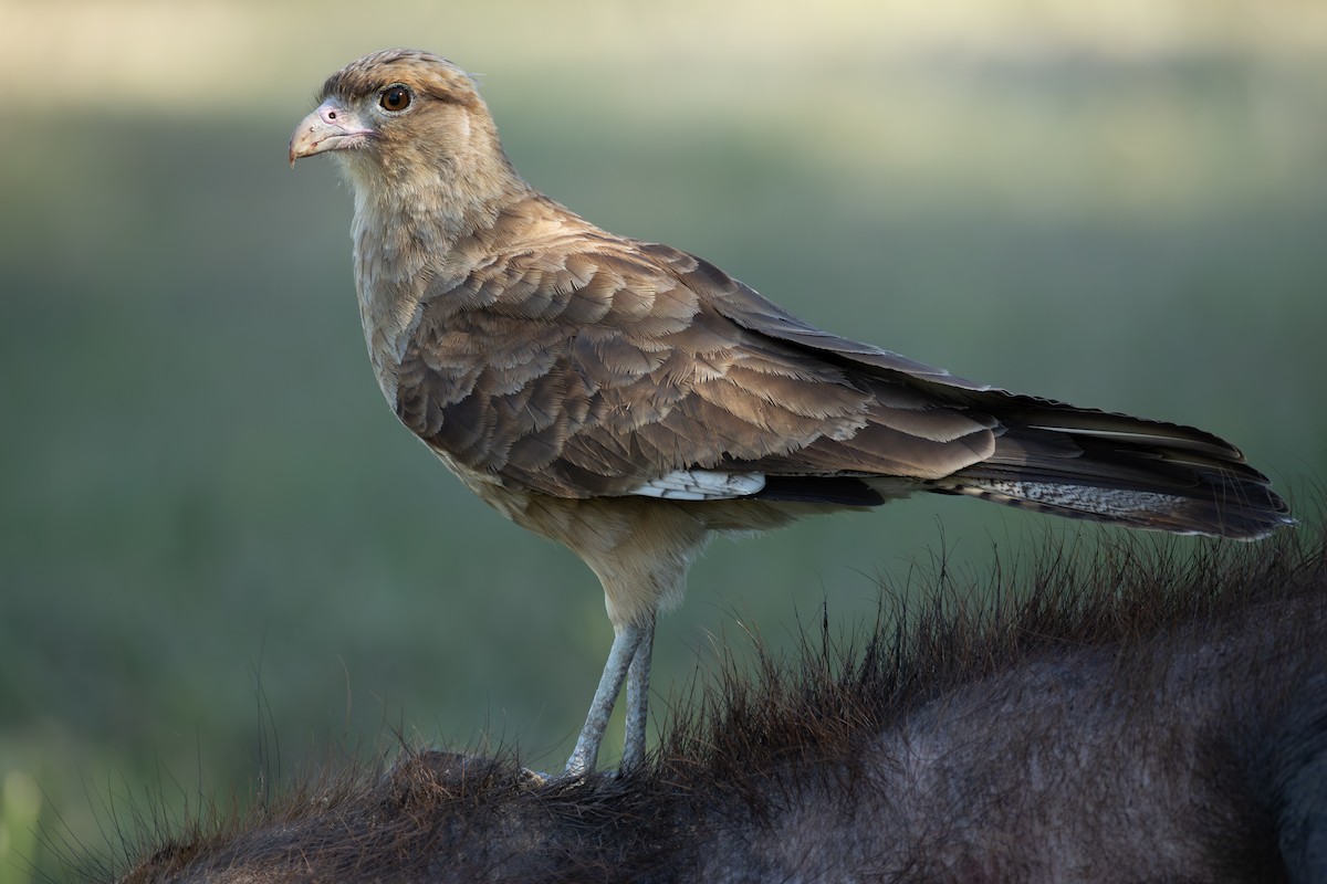 Caracara chimango - ML643163446