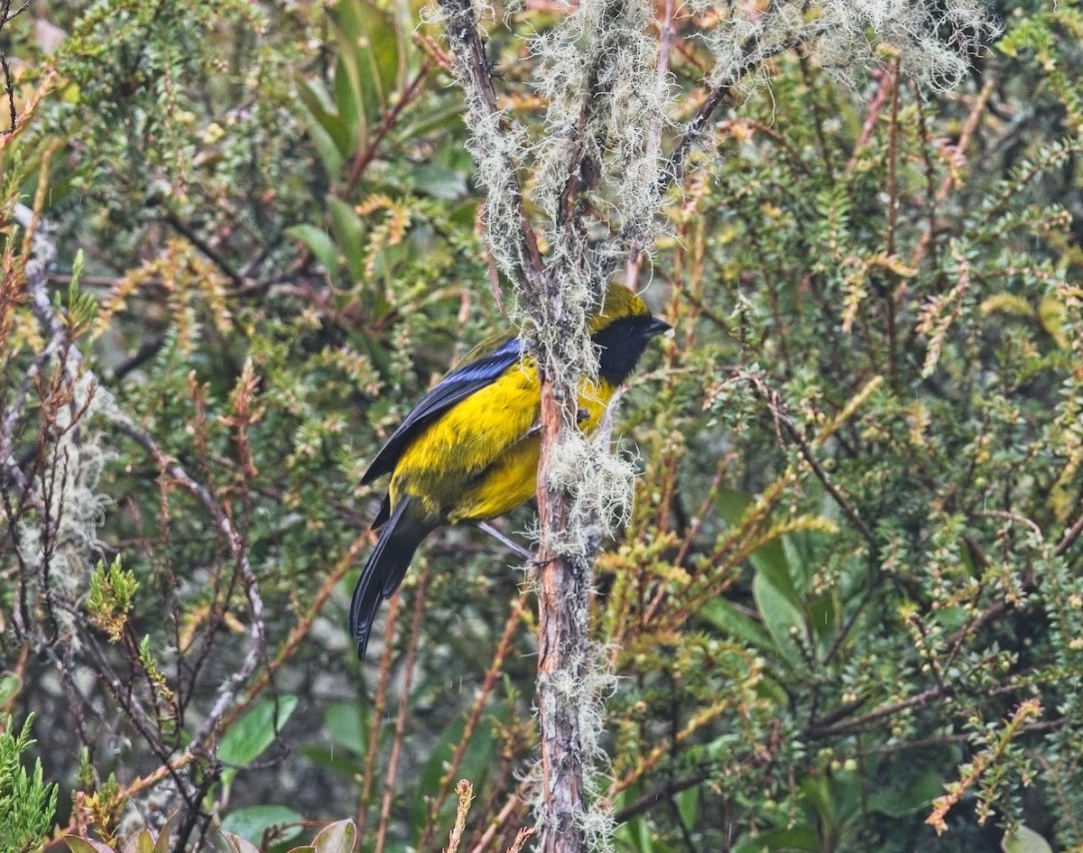 Masked Mountain Tanager - ML643163453