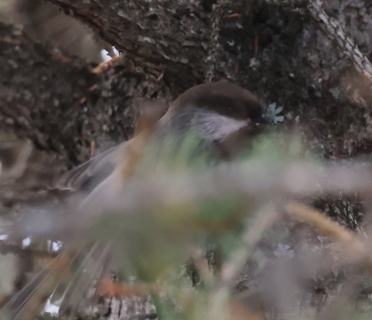 Boreal Chickadee - ML643163464