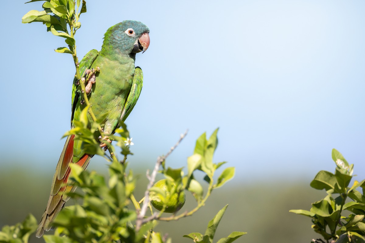 Conure à tête bleue - ML643163472