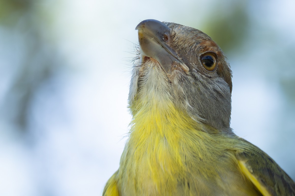 Rufous-browed Peppershrike - ML643163482