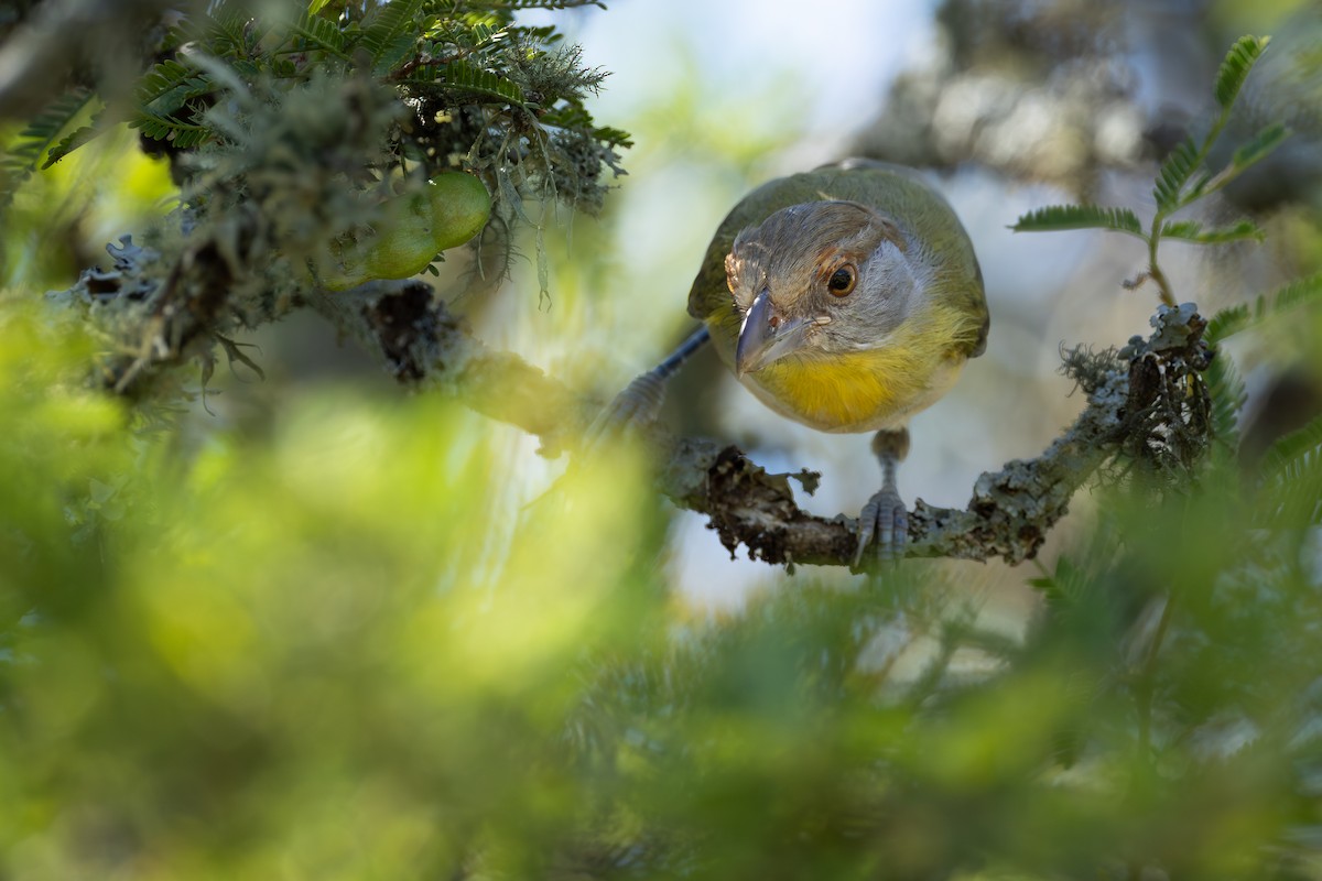 Rufous-browed Peppershrike - ML643163483