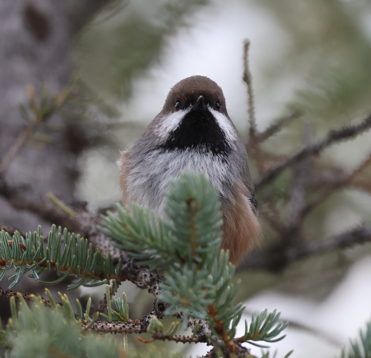 Boreal Chickadee - ML643163507