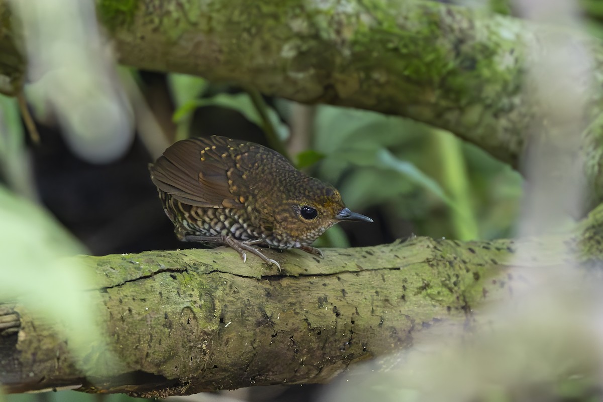 タカサゴミソサザイ - ML643163519