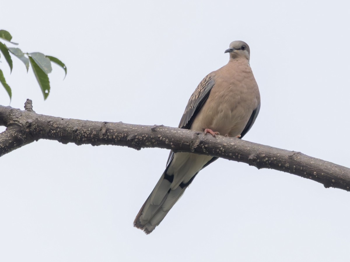 Spotted Dove - ML643163528