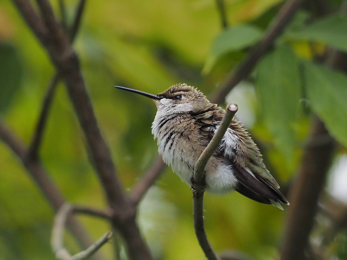 Black-chinned Hummingbird - ML643163550