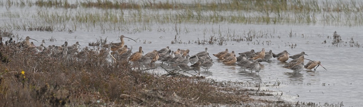 Long-billed Curlew - ML643163553