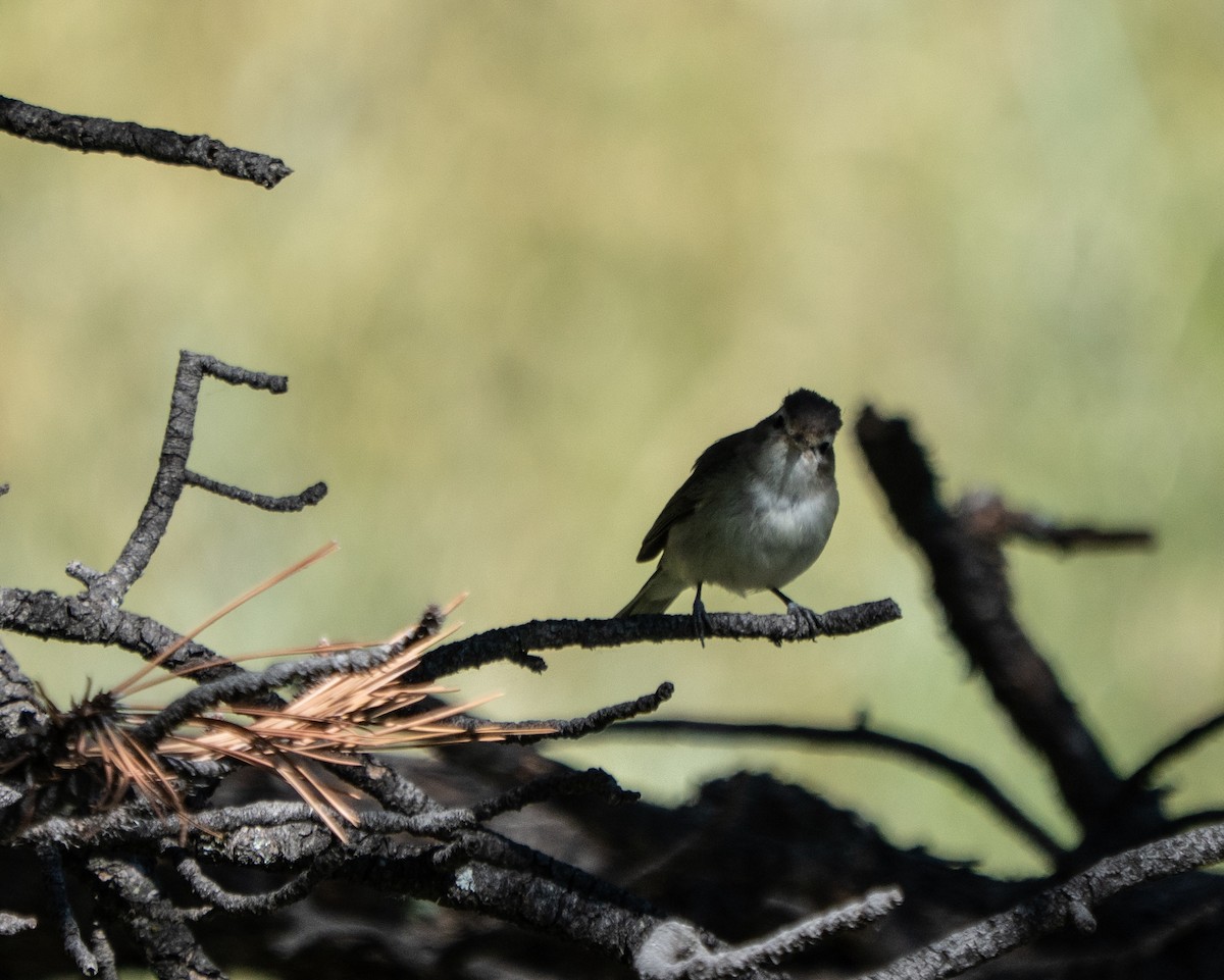 Western Warbling Vireo - ML643163556
