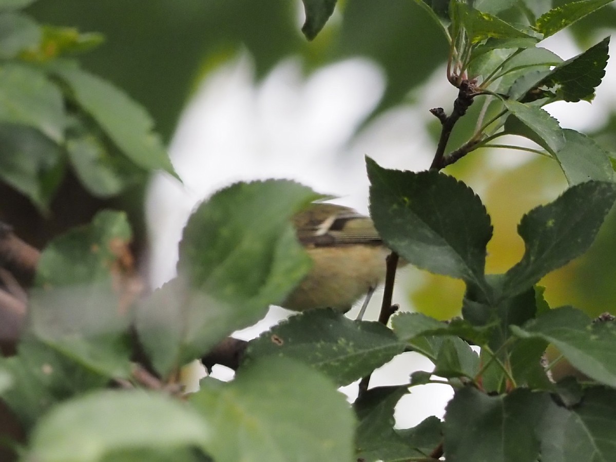 Ruby-crowned Kinglet - ML643163560