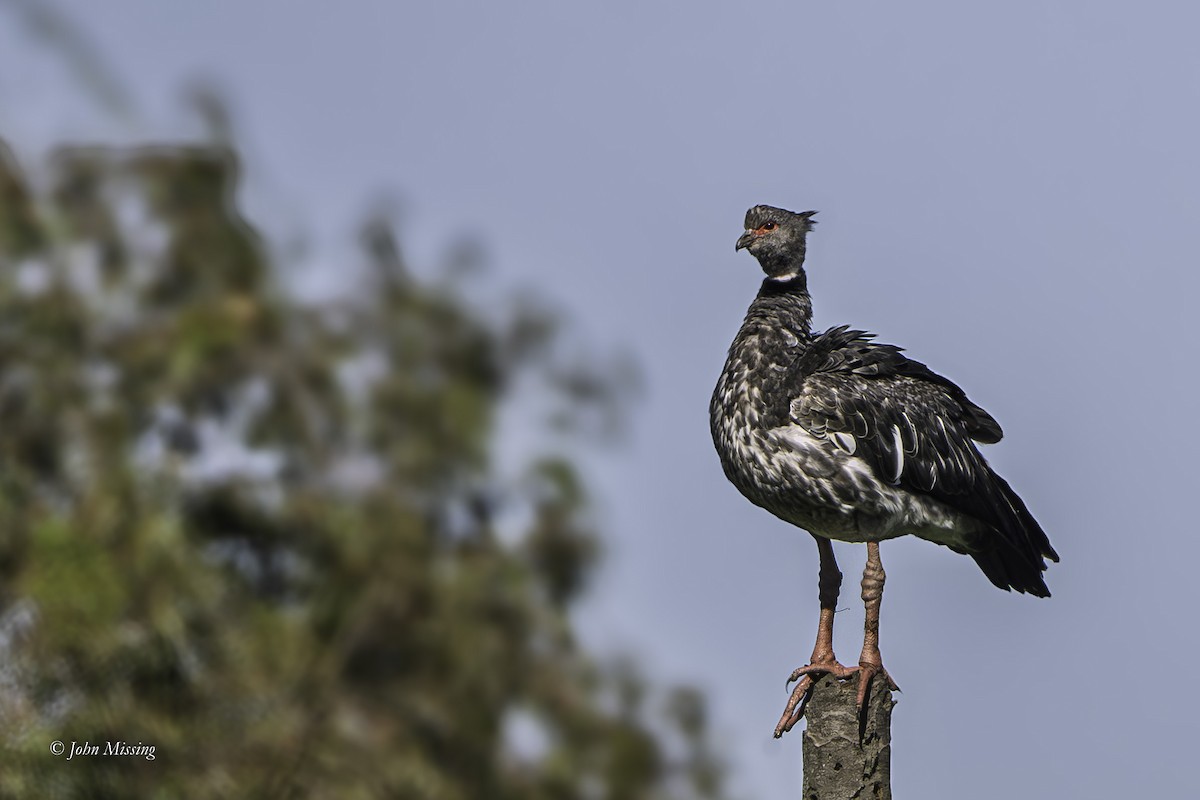 Southern Screamer - ML643163567