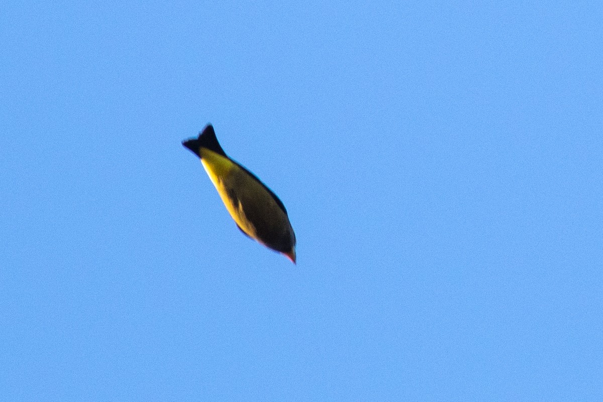 Evening Grosbeak - ML643163569