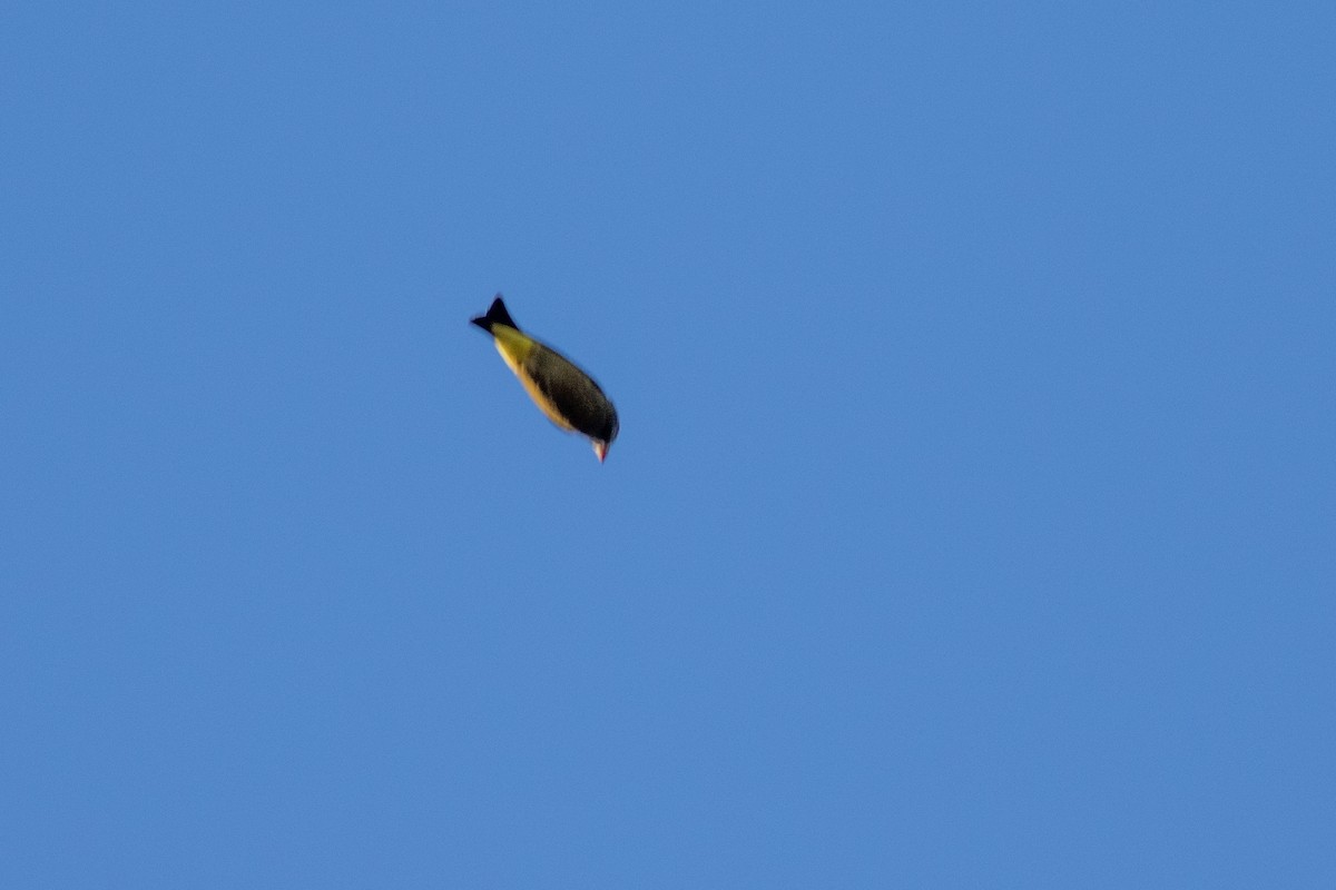 Evening Grosbeak - ML643163570